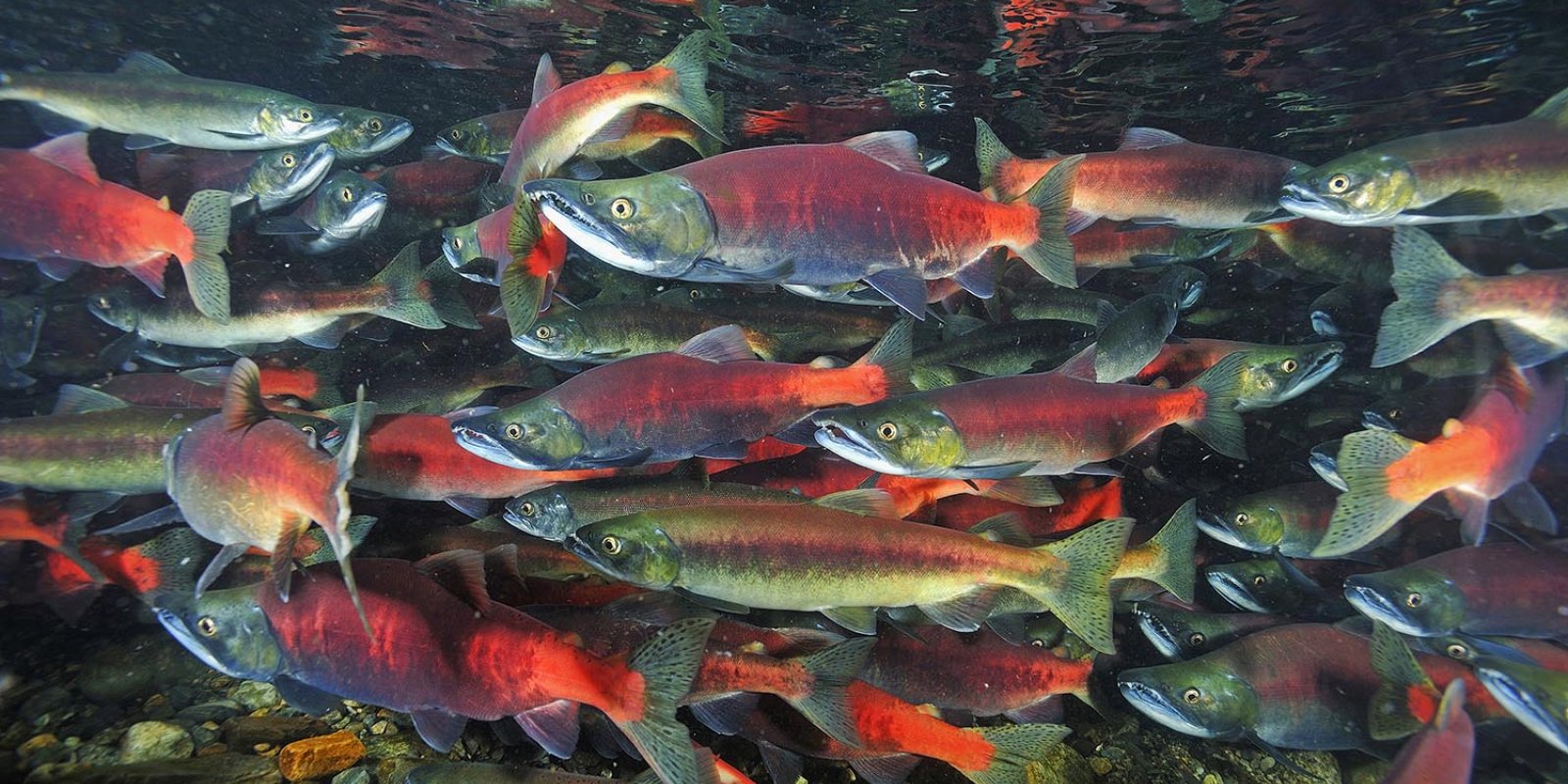 Where to see the Kokanee Salmon run in Utah UTAWESOME