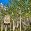 Pando Forest