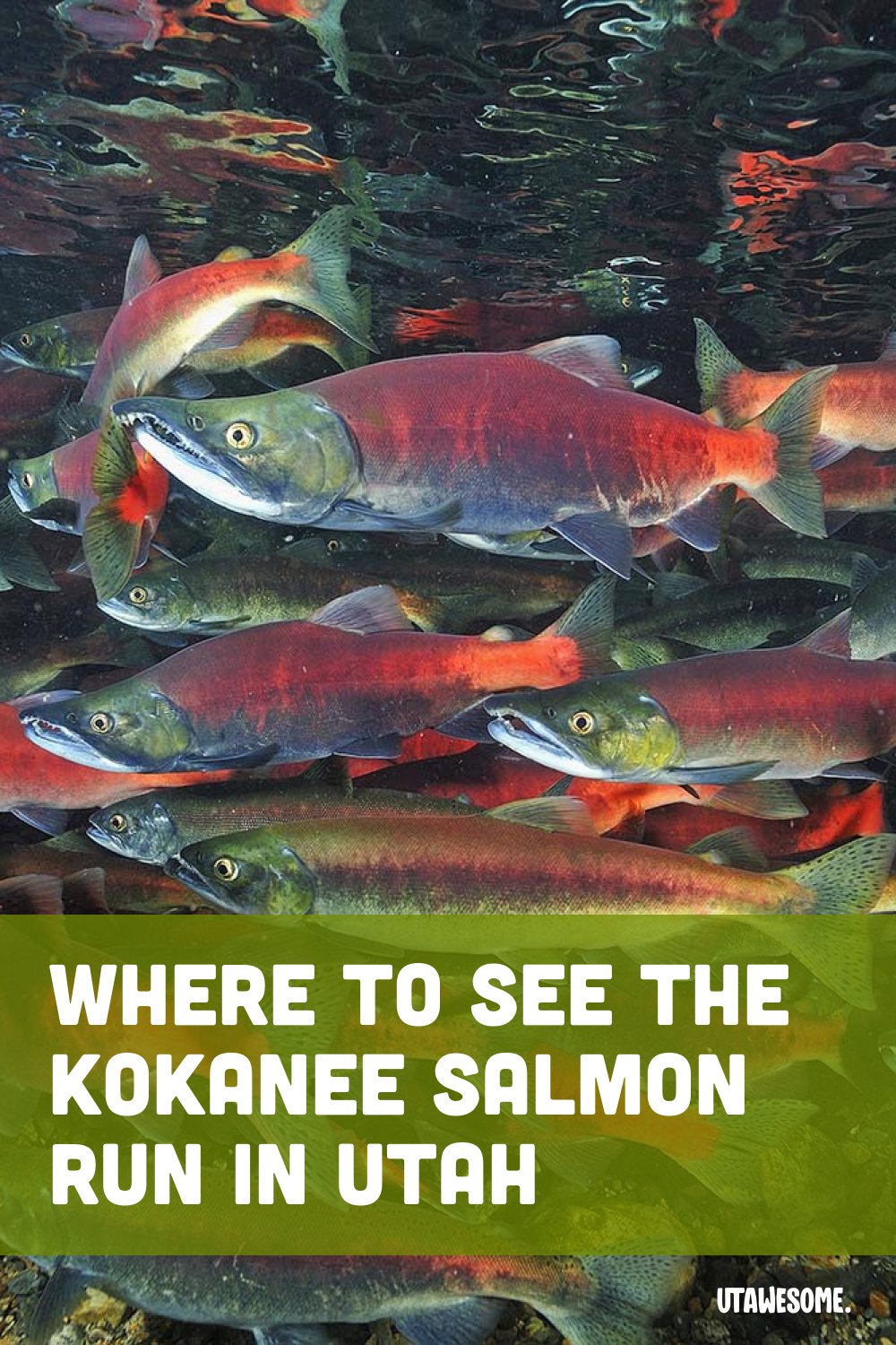 Kokanee Salmon Run in Utah