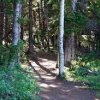 Limber Pine Nature Trail